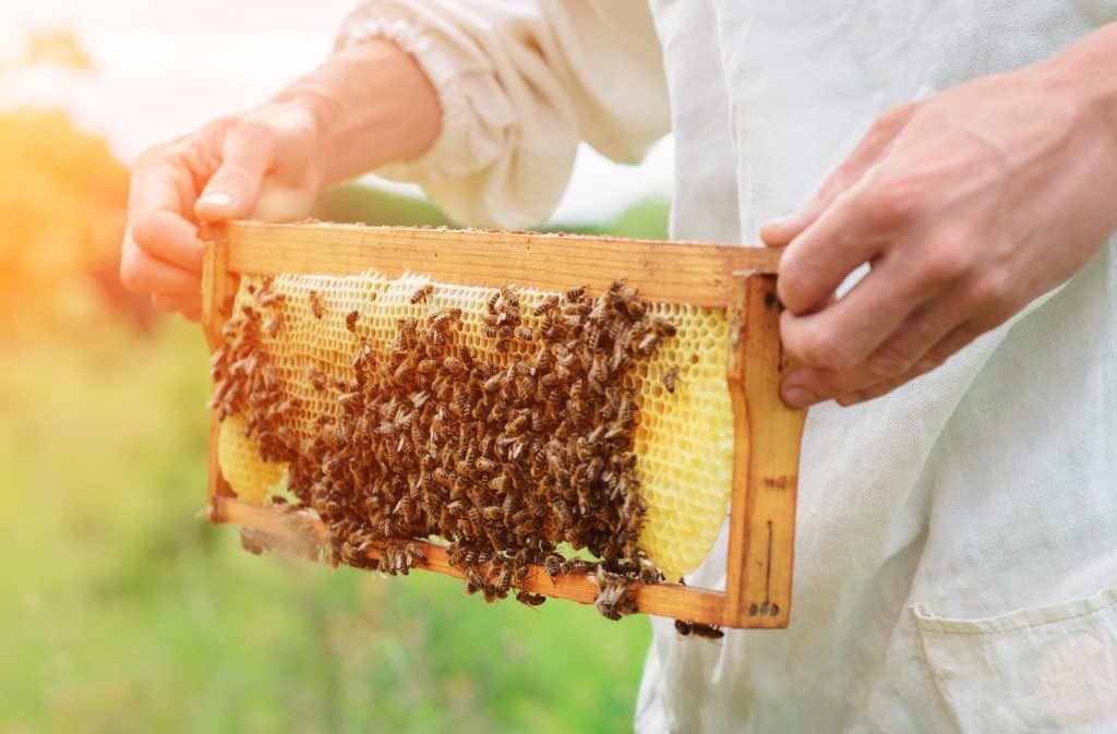 Kako pčele prave med