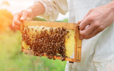 Kako pčele prave med