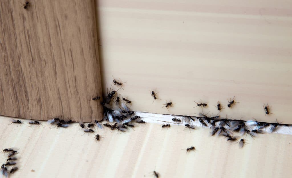 Kako se riješiti mrava